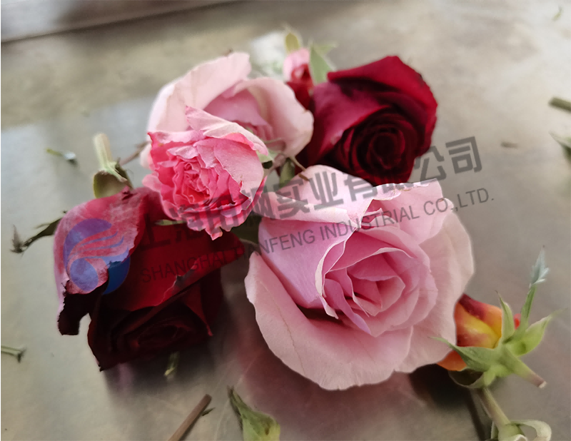 月季花凍干，鮮花真空冷凍干燥機應用案例