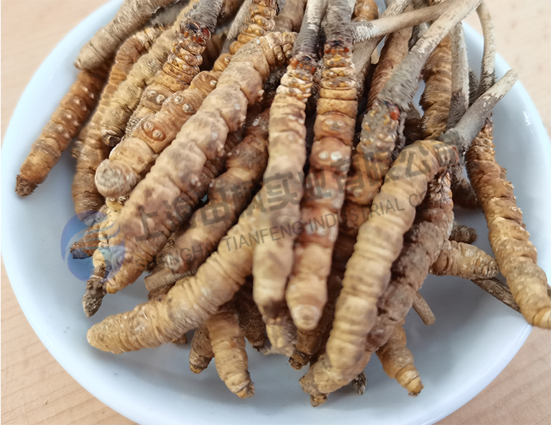 蟲草凍干，生物制藥真空冷凍干燥機應用于蟲草凍干