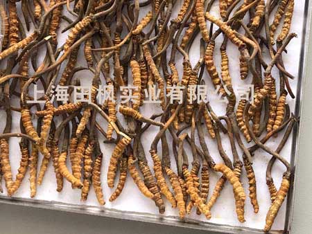 冬蟲(chóng)夏草凍干